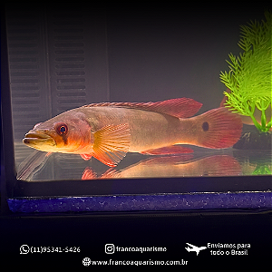 Jacundá Red 15-20cm