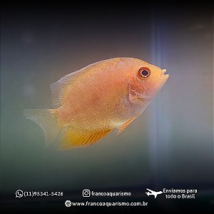 Severum Red Spotted 8-12cm