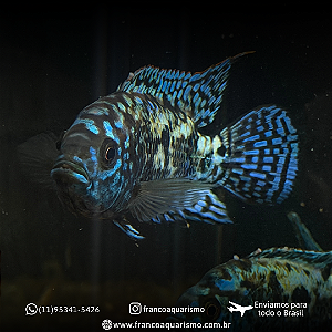 Jack Dempsey Blue 6-9cm