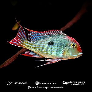Geophagus Red Head Tapajos 4-7cm