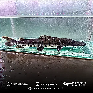 Cachara Verdadeira (Pseudoplatystoma fasciatum) 30-35cm