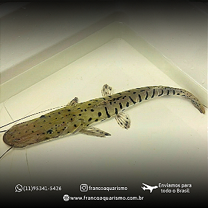 Cachara Verdadeira (Pseudoplatystoma fasciatum) 25-30cm