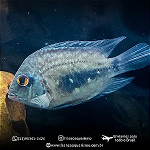 Uaru 20-25cm