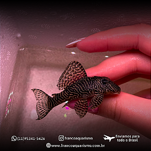 Cascudo Zebra Queen L260 8-12cm