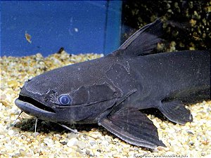 Trachycorystes trachycorystes (Black Catfish) 30-35cm
