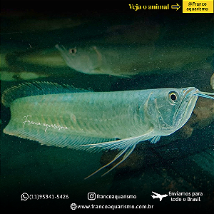 Aruanã Prata 12-16cm