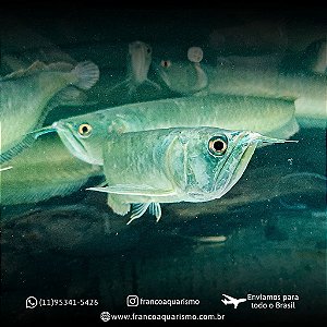 Aruanã Prata (Osteoglossum bicirrhosum) 14-17cm