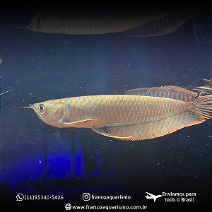 Aruanã Prata 12-16cm