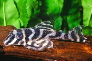 Cascudo L270 (Peckoltia compta) 7-10cm