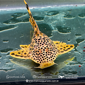 Cascudo L075 Tigre de bola (Hemiancistrus sabaji) 7-11cm