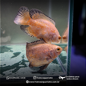 Oscar Red Ruby Albino 5-9cm