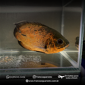 Oscar Bronze AA 15-20cm