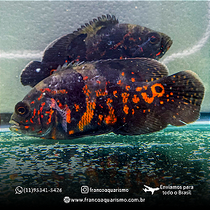 Oscar Red Tiger 5-9cm