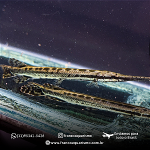 Lepsosteus Oculatus (Boca de Jacaré) 10-14cm