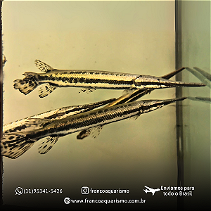 Boca de jacaré (Lepsosteus Oculatus) 10-14cm