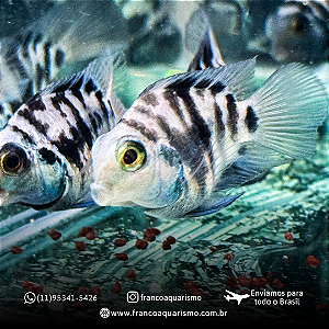 Papagaio Blue Safira 4-6cm