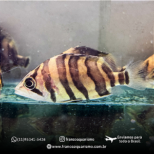 Datnioides Microlepis 5-8cm