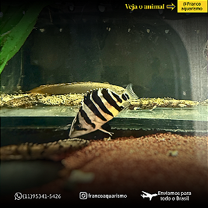 Datnioides Microlepis 5-8cm