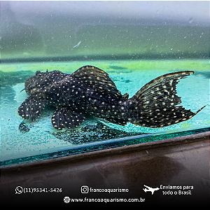 Cascudo L097 6-9cm (Polka Dot Cactus Pleco)