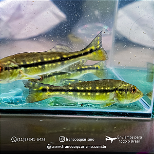 Tucunaré pinima 12-16cm