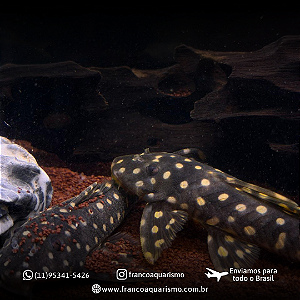 Cascudo L082 (Opal Spot Pleco) 12-16cm