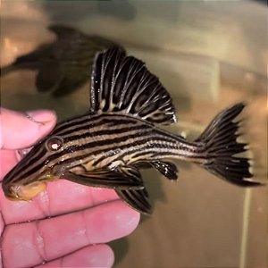 Cascudo Panaque L027 4-7cm