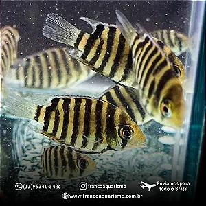Severum Red Tiger 6-10cm