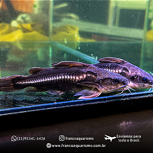 Platydora armatulus 4-8cm