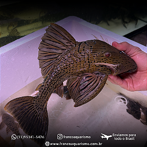 Cascudo Panaque (Panaque ambrusteri) 25-30cm
