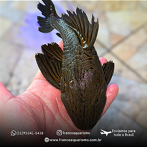 Cascudo Panaque (Panaque ambrusteri) 25-30cm