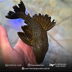 Cascudo Panaque (Panaque ambrusteri) 15-20cm