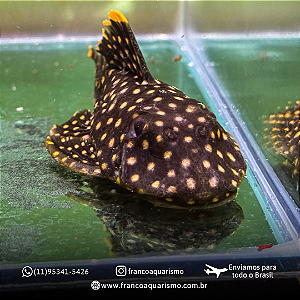 Cascudo pepita de ouro L177 (Baryancistrus xanthellus) 6-9cm