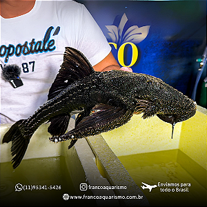 Cascudo L155 15-20cm (Acanthicus Histix)