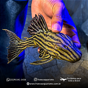 Cascudo Panaque L027 22-27cm