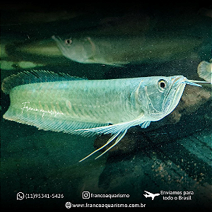 Aruanã Prata 31-35cm