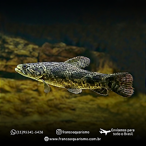 Trairão amazônico - Hoplias Aimara 25-30cm