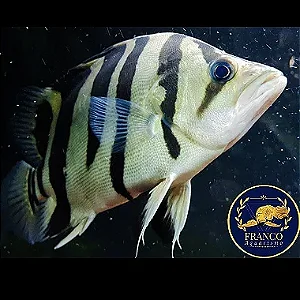 Datnioides Microlepis 15-20cm