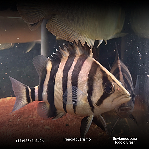 Datnioides Microlepis 12-16cm