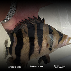 Datnioides Microlepis 12-16cm
