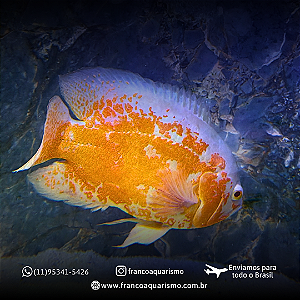 Oscar Red Tiger Albino Especial 25-30cm