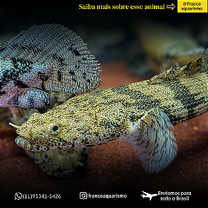 Polypterus Endlicheri 11-15cm