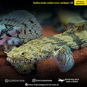 Polypterus Endlicheri 11-15cm