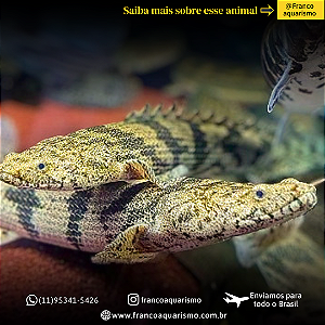 Polypterus Endlicheri 20-25cm