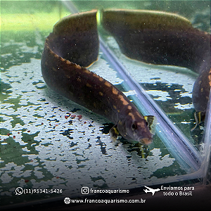 Moreia Unicolor 20-25cm