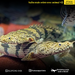 Polypterus Endlicheri 35-40cm