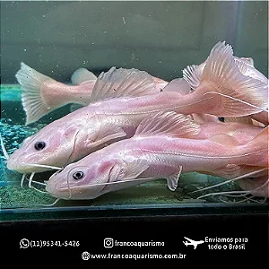 Pirarara Leucistica 27-32cm