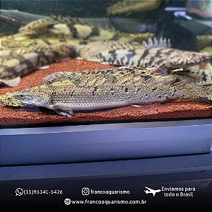 Polypterus Delhezi 15-20cm
