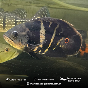 Oscar Bumblebee 7-10cm