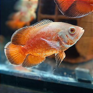 Oscar Red Ruby Albino 10-15cm