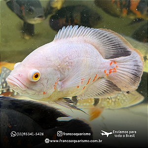 Oscar Red Tiger Albino 18-22cm